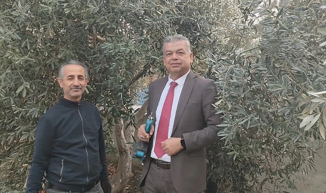 Sultanhisar'da zeytin budama kursu başladı