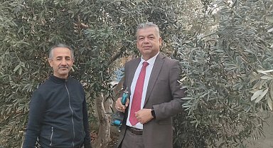 Sultanhisar'da zeytin budama kursu başladı