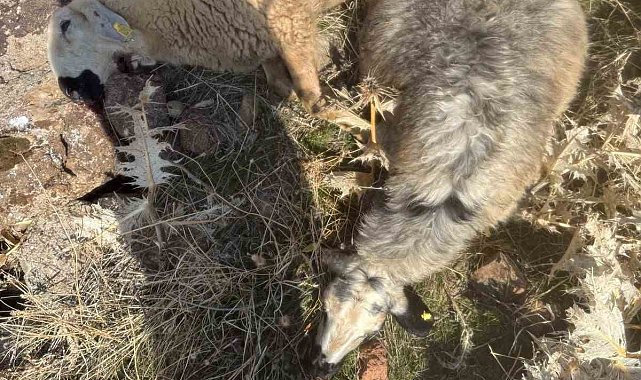 Sürüden ayrılan koyunları kurt kaptı: 28 koyun telef oldu