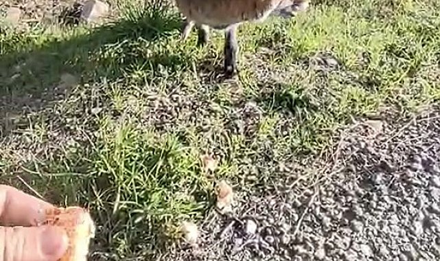 Tarihi Alan'da insanlara alışan tilki bölgenin maskotu oldu