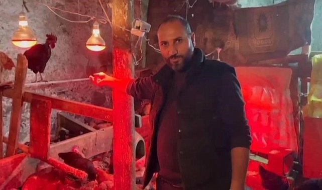 Tavuklara müzikli terapi: "Yumurta verimi arttı"