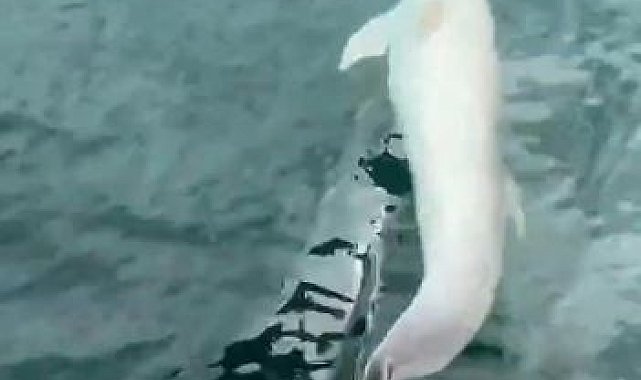 Tekirdağ açıklarında tekneye yunus eşliği