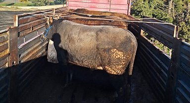 Tekirdağ'da kaçak hayvan sevkiyatına 102 bin lira ceza