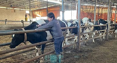 Tekirdağ'da şap aşısı çalışmaları aralıksız sürüyor