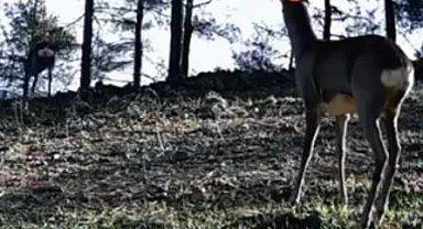 Tekirdağ'da tek boynuzlu karaca görüldü