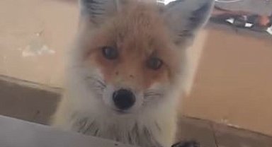 Tilki, bakımevini ziyaret etti