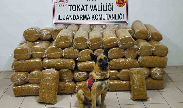 Tokat'ta 485 kilogram kaçak tütün ele geçirildi
