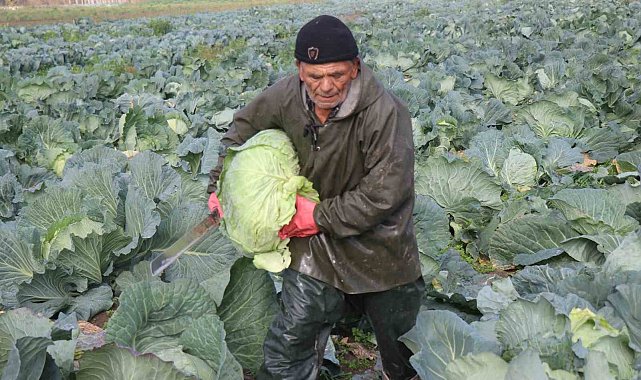 Turşuların başrol oyuncusu lahananın hasadına devam ediliyor