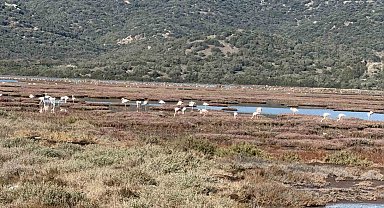 Tuzla Sulak Alanı flamingolarla renkleniyor