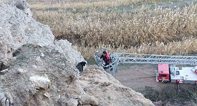 Uçurumda mahsur kalan keçileri itfaiye kurtardı