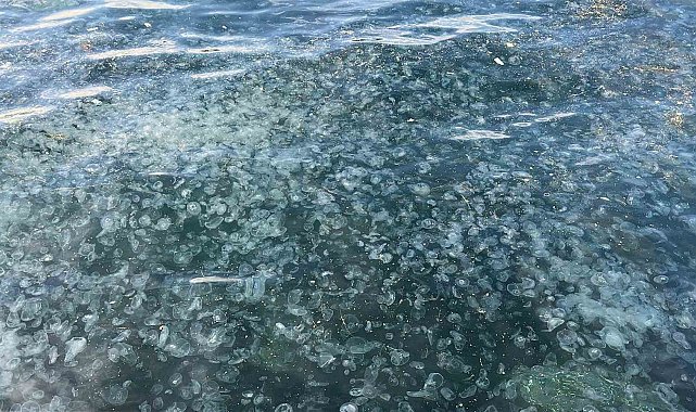 Üsküdar'da hayrete düşüren görüntü: Binlercesi kıyıya vurdu