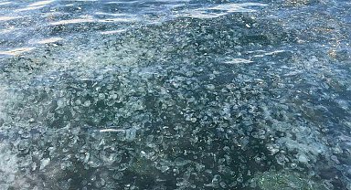 Üsküdar'da hayrete düşüren görüntü: Binlercesi kıyıya vurdu