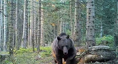 Uzmanlar kış uykusuna yatmaya hazırlanan ayılar konusunda uyardı