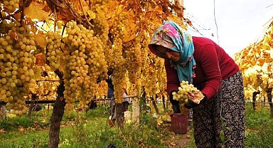 Üzüm hasadında sona yaklaşıldı