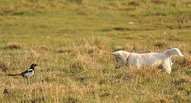 Van kedisine benzetti, fare avlayan köpek olduğu ortaya çıktı