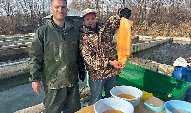 Van'da binlerce ton kapasiteli tesislerde alabalık sağımı başladı