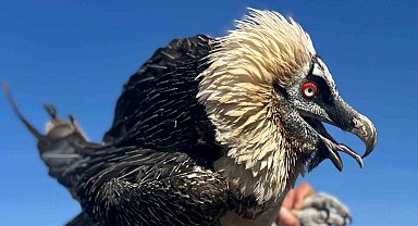 Van'da tedavi edilen yırtıcı kuşlar doğal yaşam alanına salınıyor