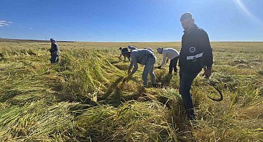 Volkanik arazide yetiştirilen Karacadağ pirinci zengin mineral oranıyla dikkat çekiyor