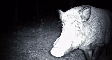 Yaban domuzunun fotokapanla savaşı: Söküp parçalamaya çalıştı