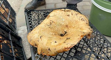 Yağmur yağdı, fiyatı 300 liradan 100 liraya düştü