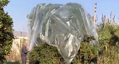 Yağmurda mandalinaya naylonlu koruma