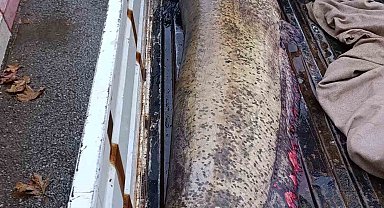 Yakalanan 65 kiloluk dev balık, görenleri şaşkına çevirdi