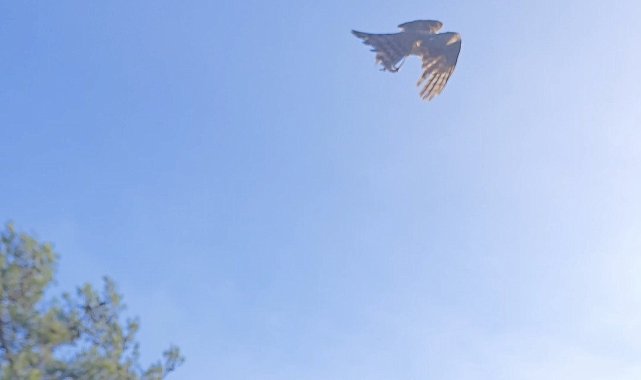 Yaralı atamaca tedavisi ardından yeniden doğal ortamında