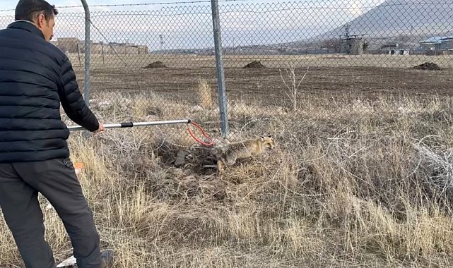 Yaralı kızıl tilki tedavi edilerek doğaya salındı