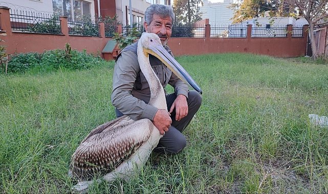Yaralı pelikanın yürek ısıtan dostluğu