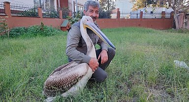 Yaralı pelikanın yürek ısıtan dostluğu