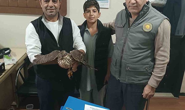 Yaralı şahin tedavi altına alındı