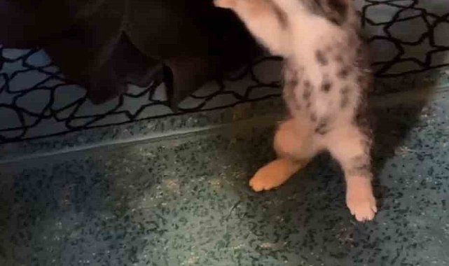Yavru kedi camide vaaz sırasında cemaatle ve tespihle oynadı