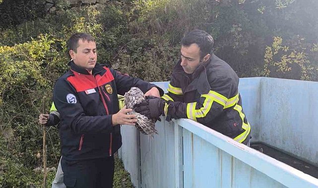 Yayladağı'nda baykuş kurtarma operasyonu