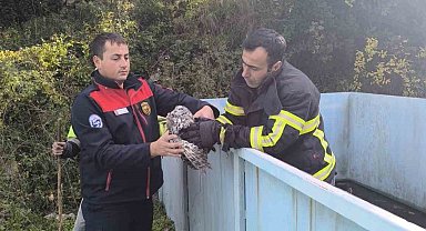 Yayladağı'nda baykuş kurtarma operasyonu