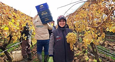 Yeni yıl üzümleri yola çıkmaya başladı