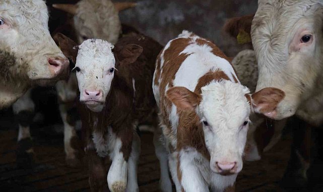 Yıl bitmeden gelen çifte mutluluk: Üreticinin ikiz buzağı sevinci