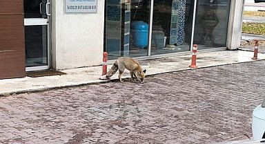 Yiyecek arayan tilki sokağa indi
