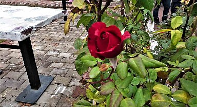 Yozgat'ta yalancı bahar: Aralık ayında güller ve diğer çiçekler açtı