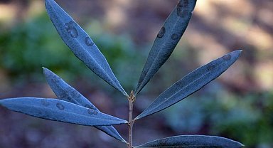 Zeytinde halkalı leke hastalığı ile mücadele çağrısı yapıldı