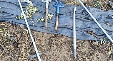 Zeytinleri dalından çaldılar