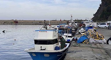 Zonguldak'ta hamsi yoğunluğu yaşandı, palamut çıkmadı