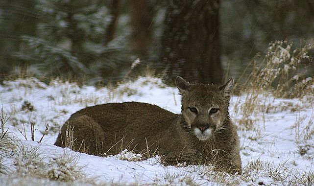 ABD'de Rocky Dağları'nda yürüyüş yapan kadın puma saldırısında öldü