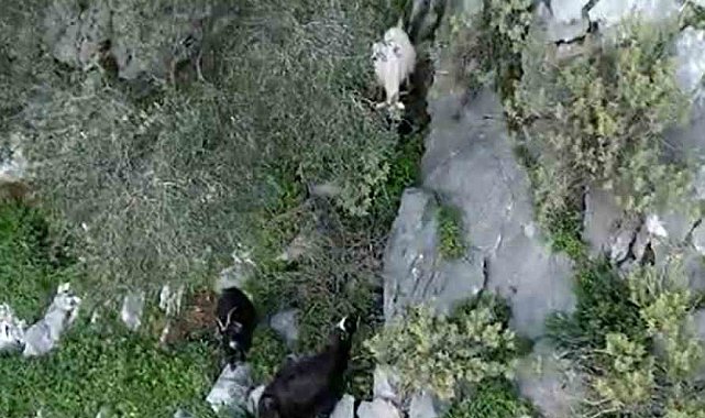 AFAD'dan keçi kurtarma operasyonu