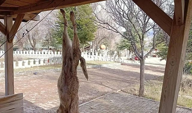 Afyonkarahisar'da öldürülen köpekle ilgili çok yönlü soruşturma