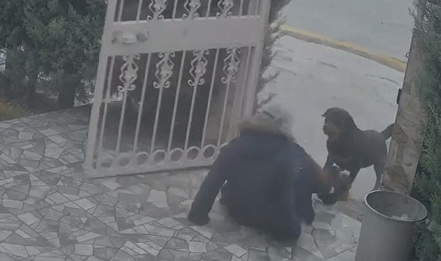 Ankara'da sahipsiz köpeklerin saldırısına uğrayan kadın komşusunun müdahalesiyle kurtuldu