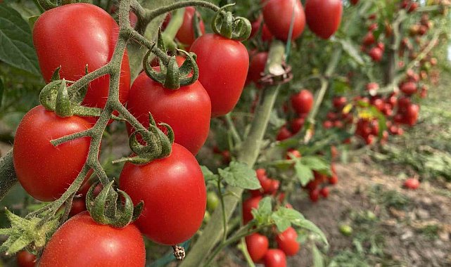 Antalya Ticaret Borsası, aralık ayı hal endeksini açıkladı: "Meyvede fiyat arttı, sebzede geriledi"