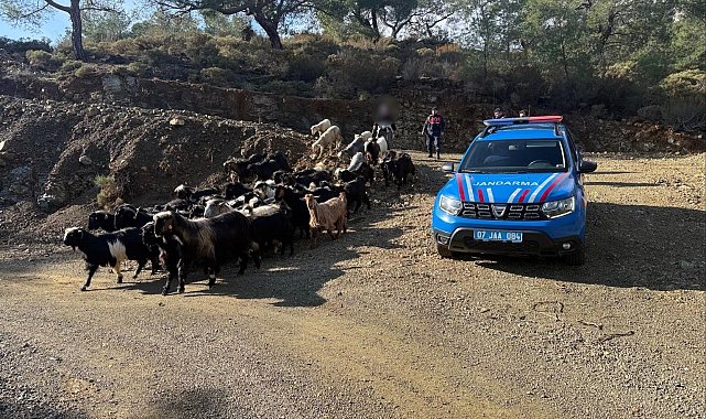 Antalya'da kaybolan 55 küçükbaş hayvan jandarma ekiplerince bulundu