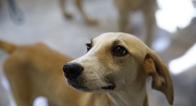 Antalya'da petshoplara sertifikalı eğitim semineri