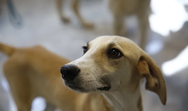 Antalya'da petshoplara sertifikalı eğitim semineri