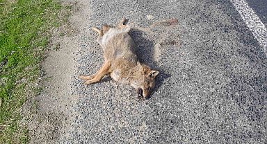 Aracın çarptığı tilki telef oldu